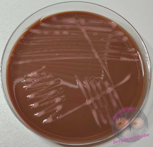 Roseomonas mucosa auf PVX Agar