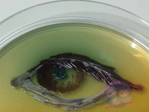 Bacteria Eyes No2