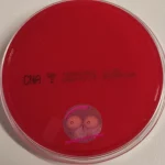 CNA Agar