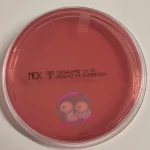MCK Agar