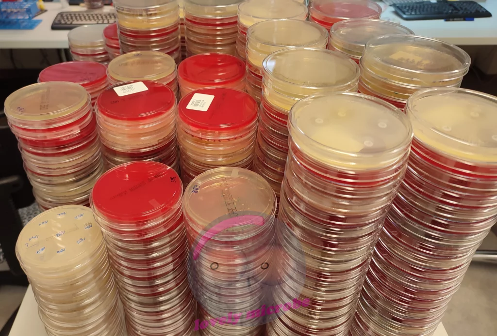 Agar Platten im Labor