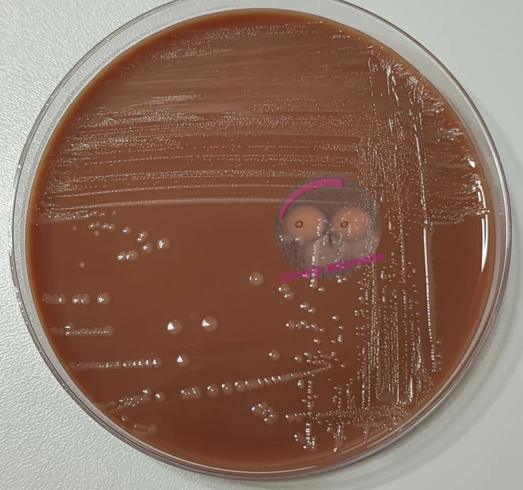 Actinobacillus pleuropneumoniae auf PVX Agar