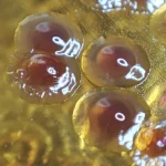 Pseudomonas aeruginosa auf MCK Agar, keine Lactoseverwertung