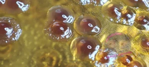 Pseudomonas aeruginosa auf MCK Agar, keine Lactoseverwertung