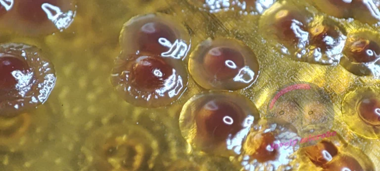 Pseudomonas aeruginosa auf MCK Agar, keine Lactoseverwertung