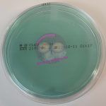 Cled Agar