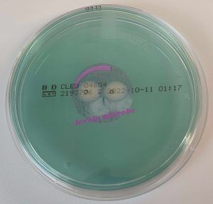 Cled Agar