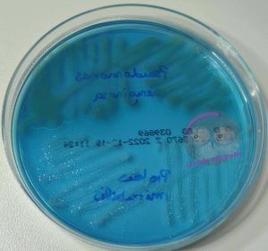 Pseudomonas aeruginosa und Proteus mirabilis auf CLED Agar
