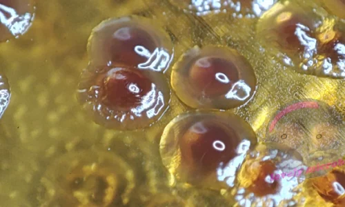 Pseudomonas aeruginosa auf MCK Agar, keine Lactoseverwertung